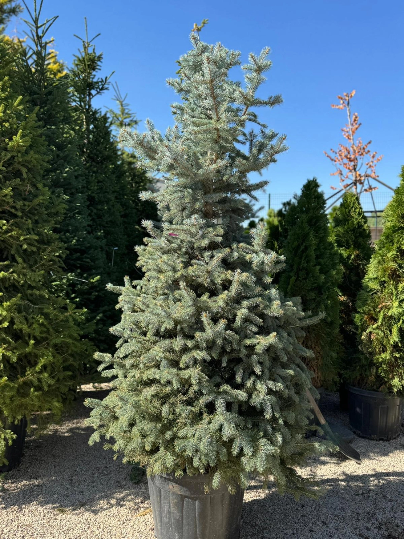 Picea pungens 'Glauca' - Mavi Ladin  