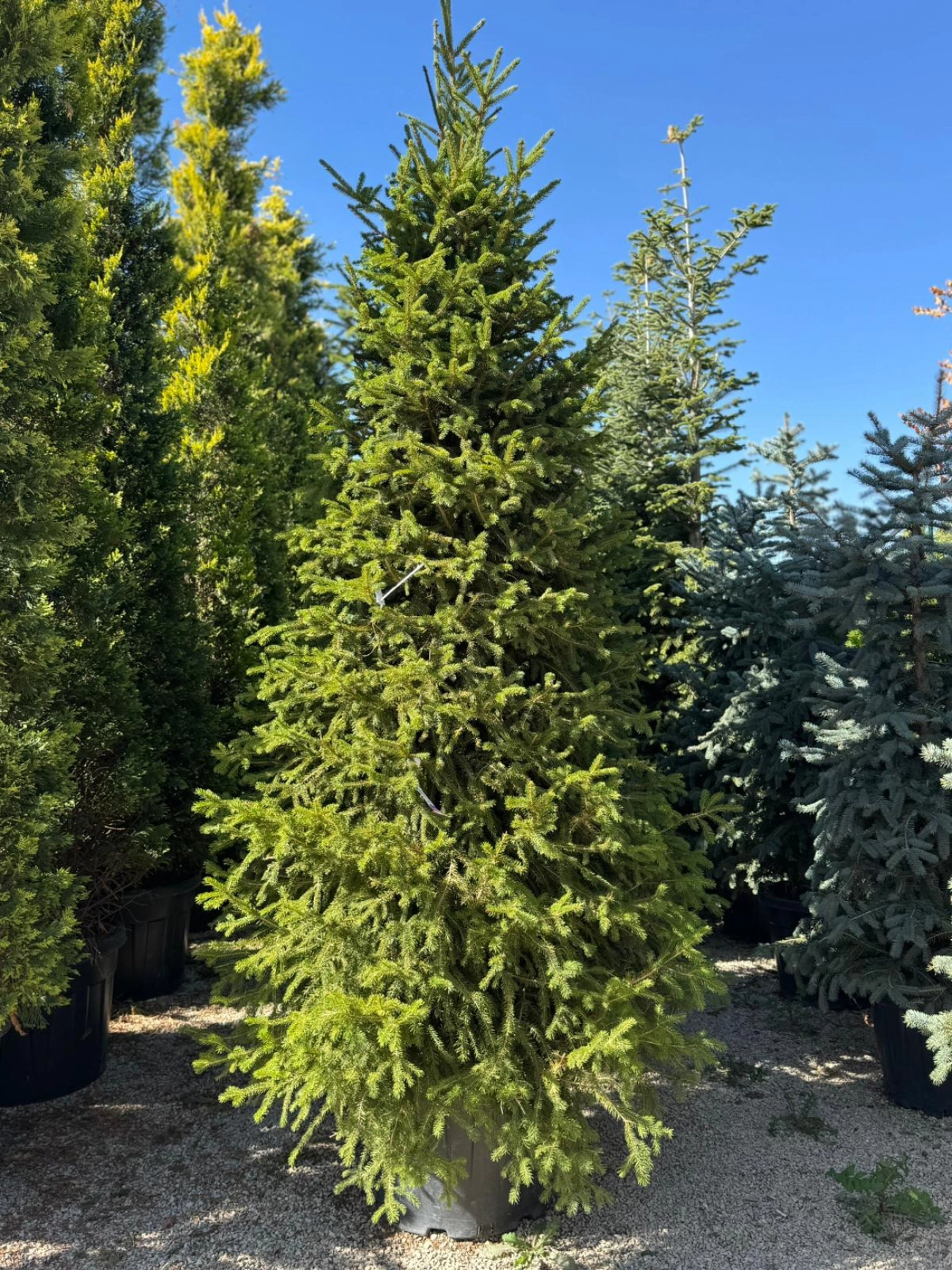 Picea abies  - Batı Ladini 