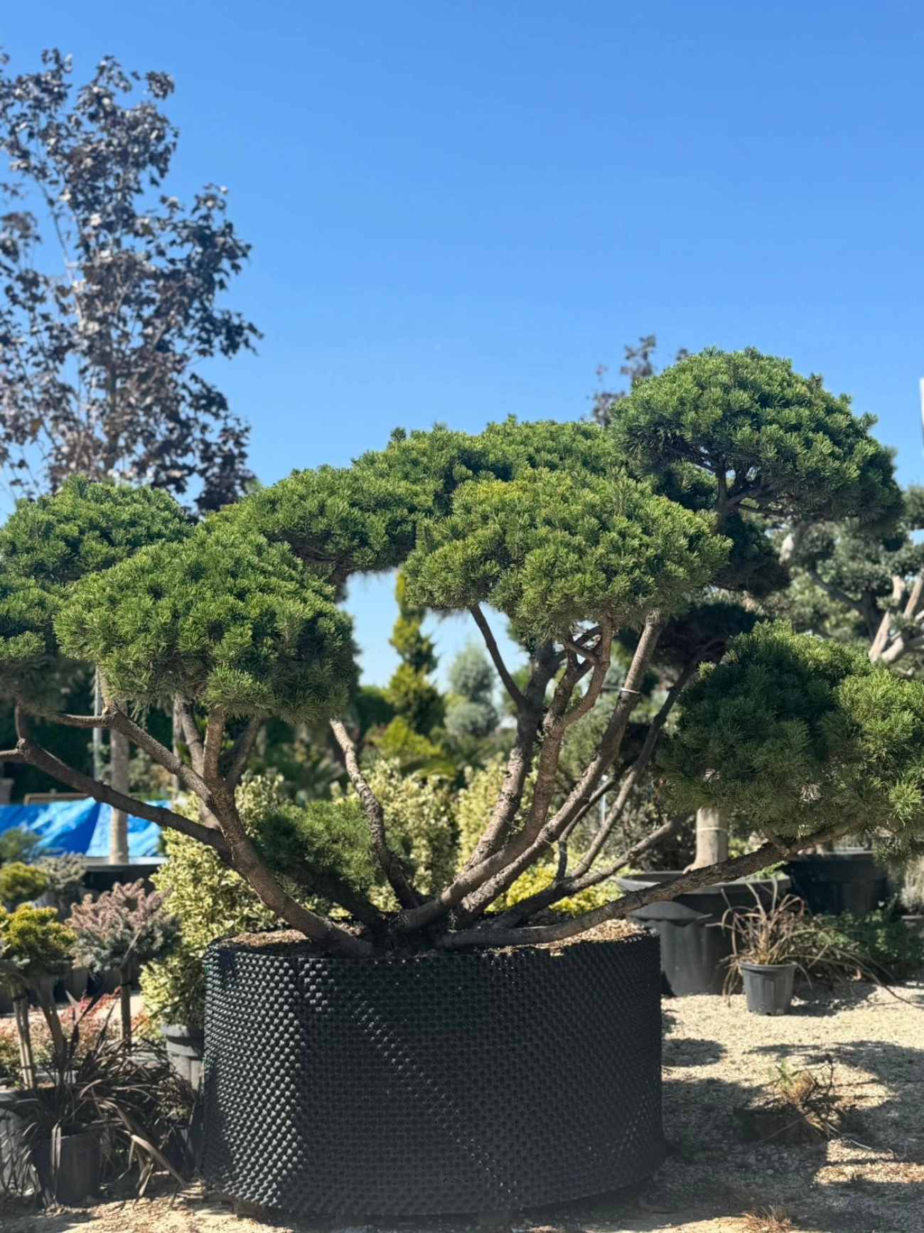 Pinus mugo 'Mughus' - Bonsai Dağ Çamı