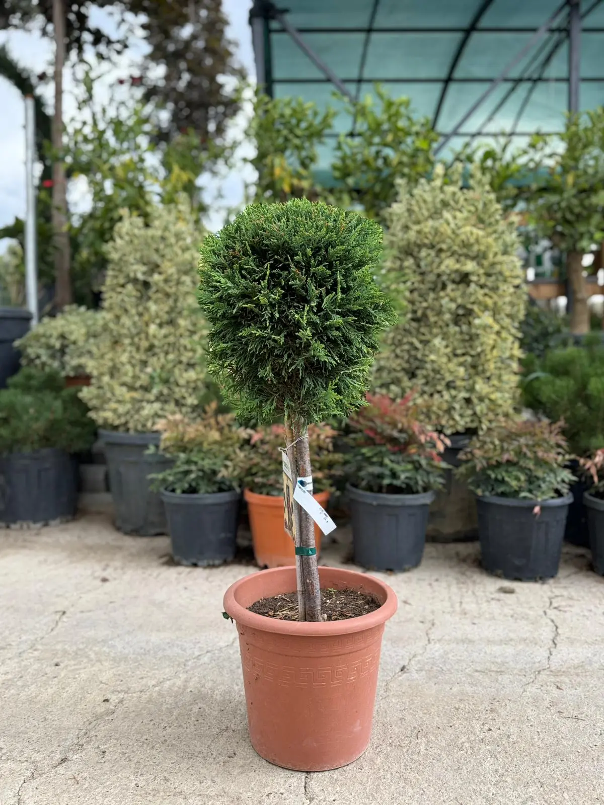 Cupressus × leylandii - Mini Baston Leylandi