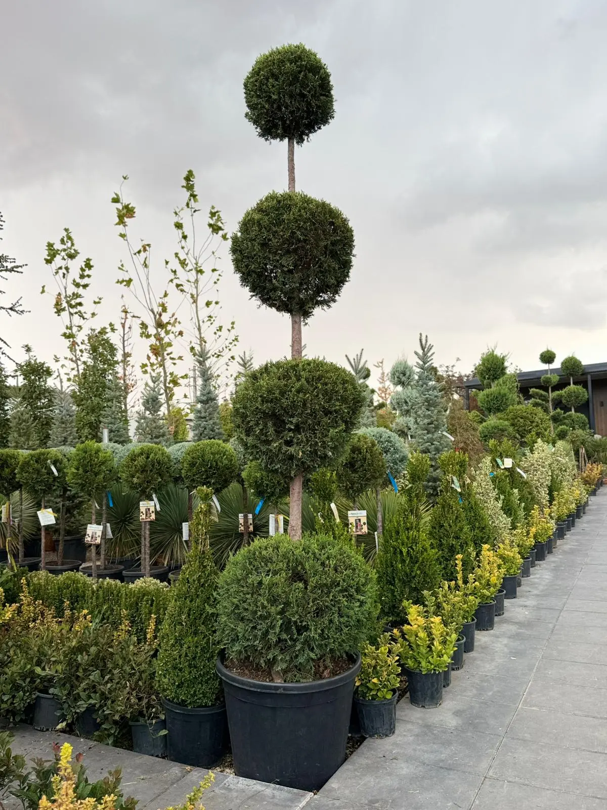 Cupressus  leylandii - 4 Top Leylandi