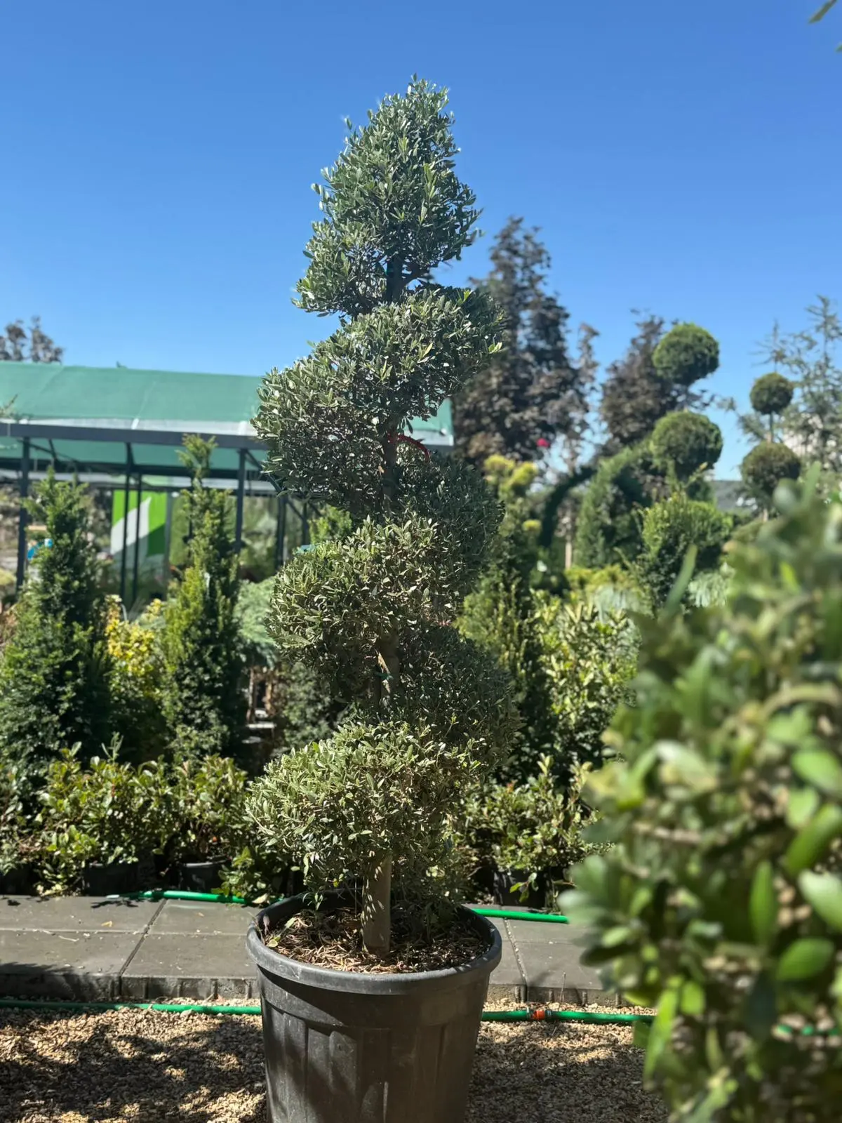 Olea europea - Spiral Zeytin