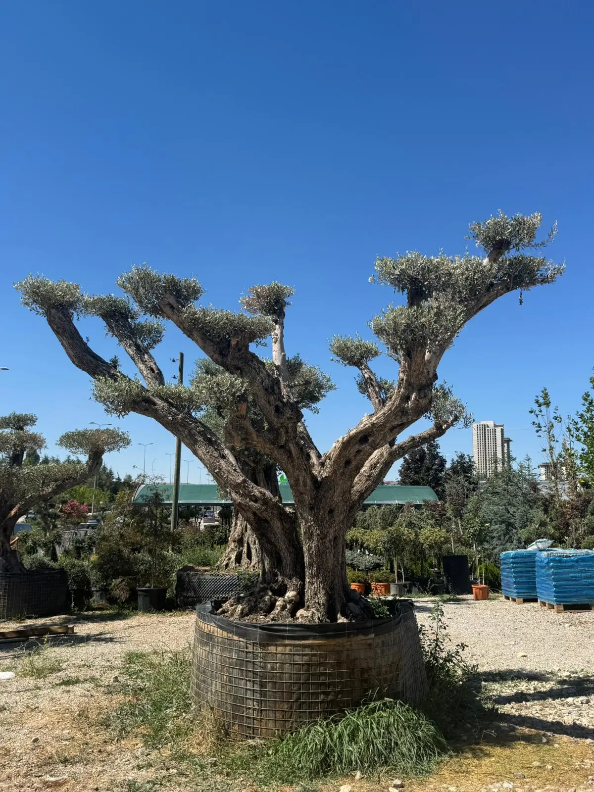 Olea europea - Bonsai Zeytin