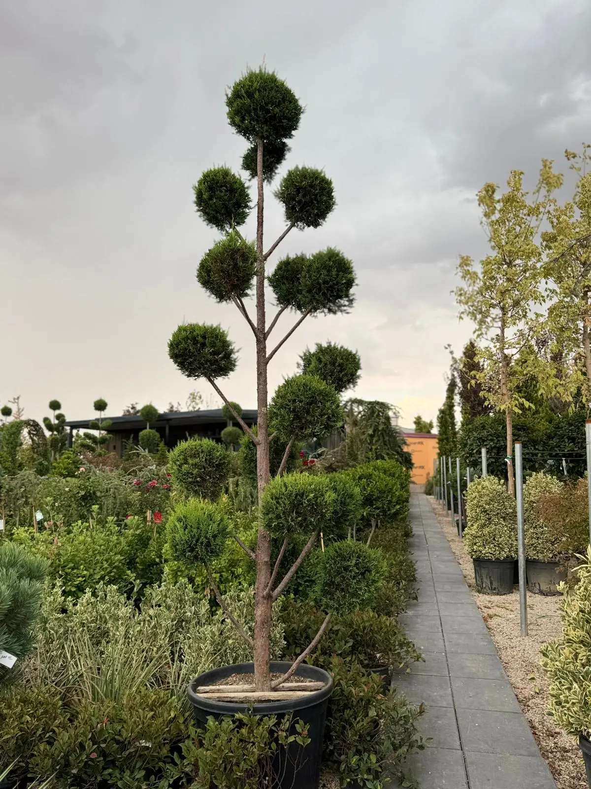 Cupressus x leylandii - Ponpon Leylandi