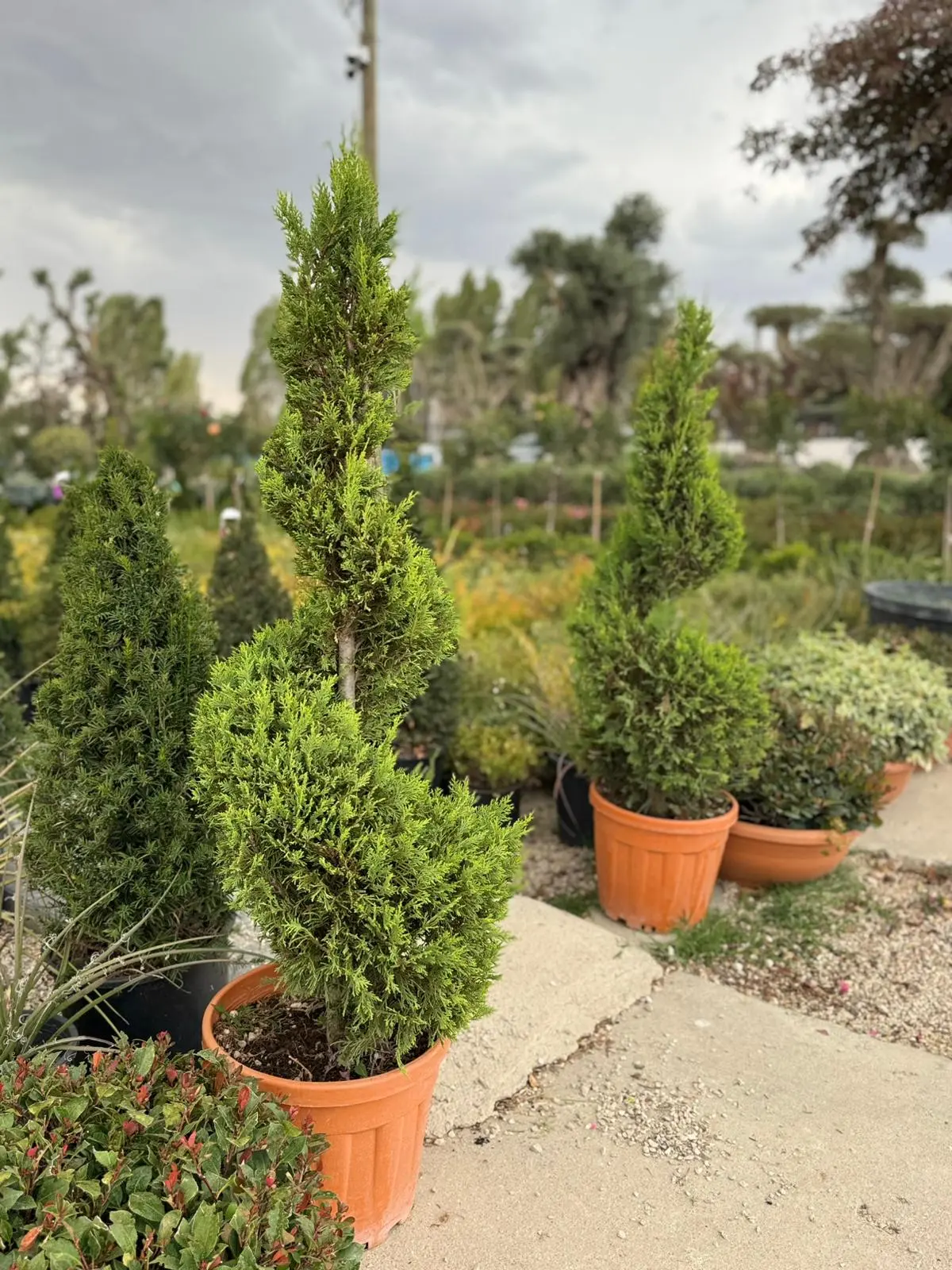 Cupressus x leylandii - Mini Spiral Leylandi