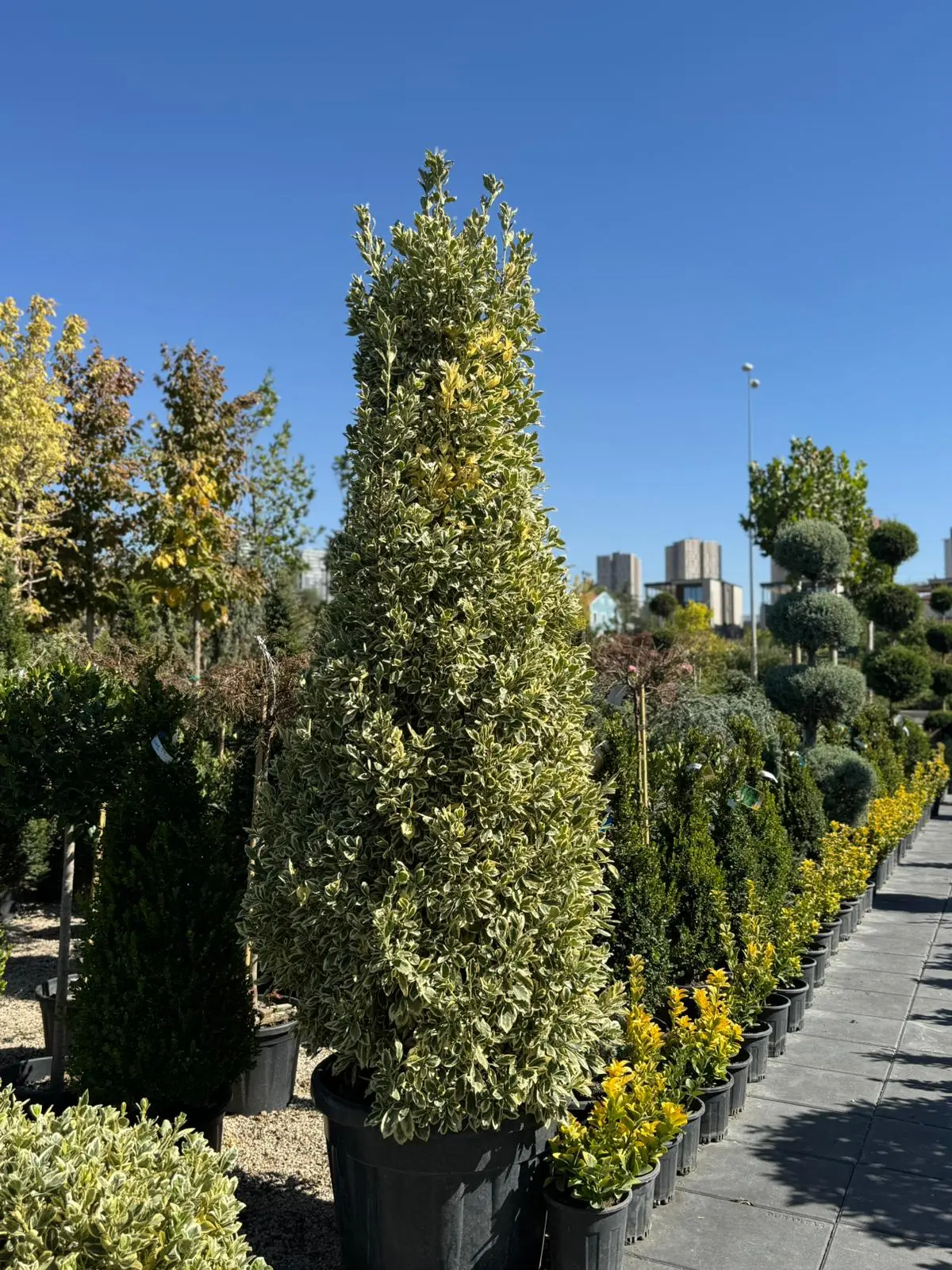 Euonymus japonica 'Bravo' - Piramit Bravo Taflan