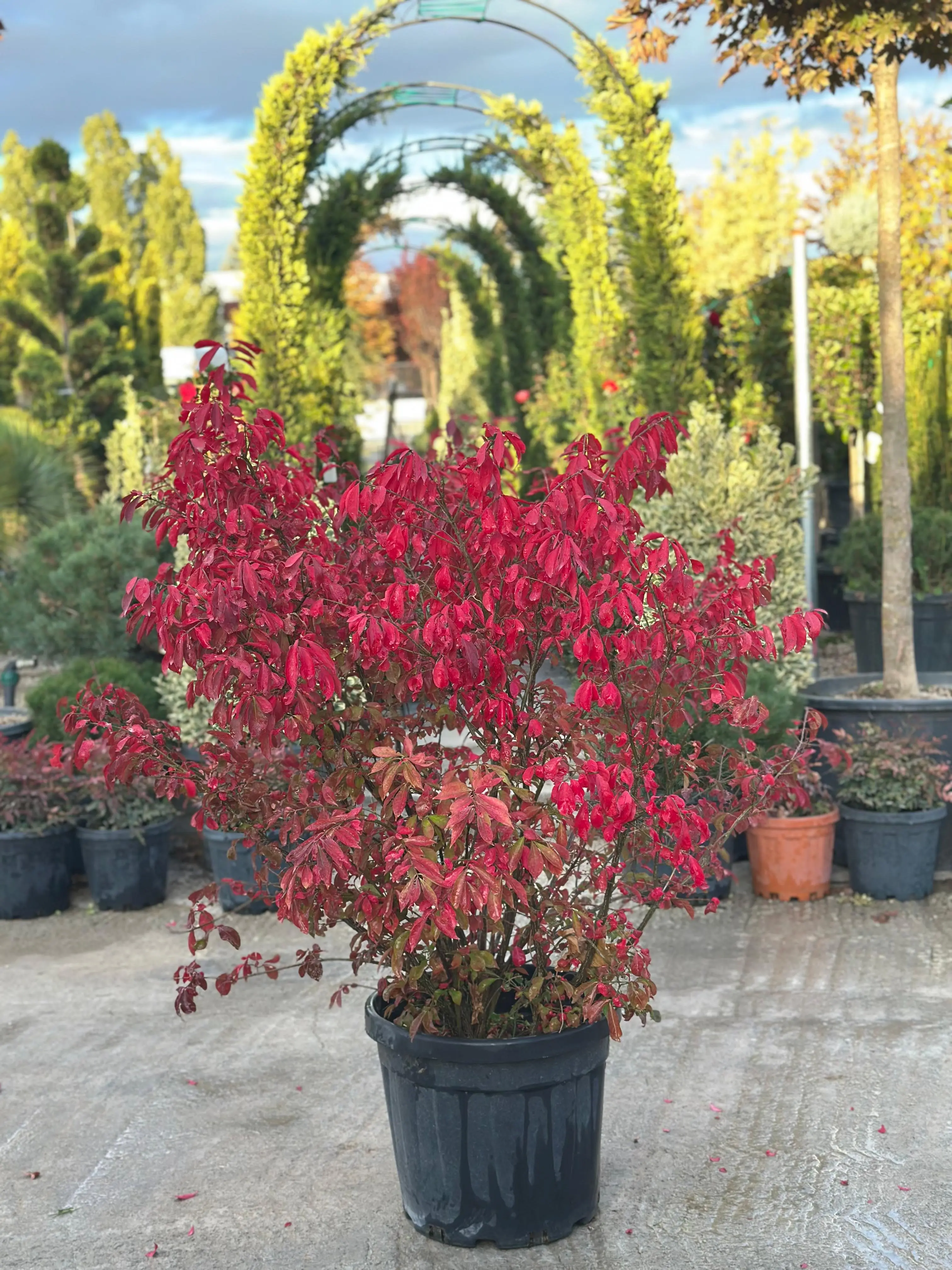 Euonymus alatus - Çin Taflanı